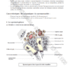 SVT - Cours – Image 7